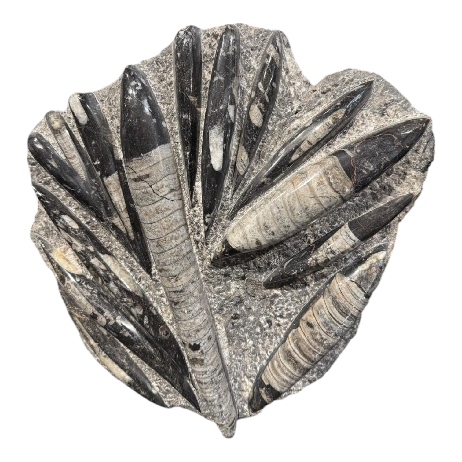 Orthoceras rough/polished #1