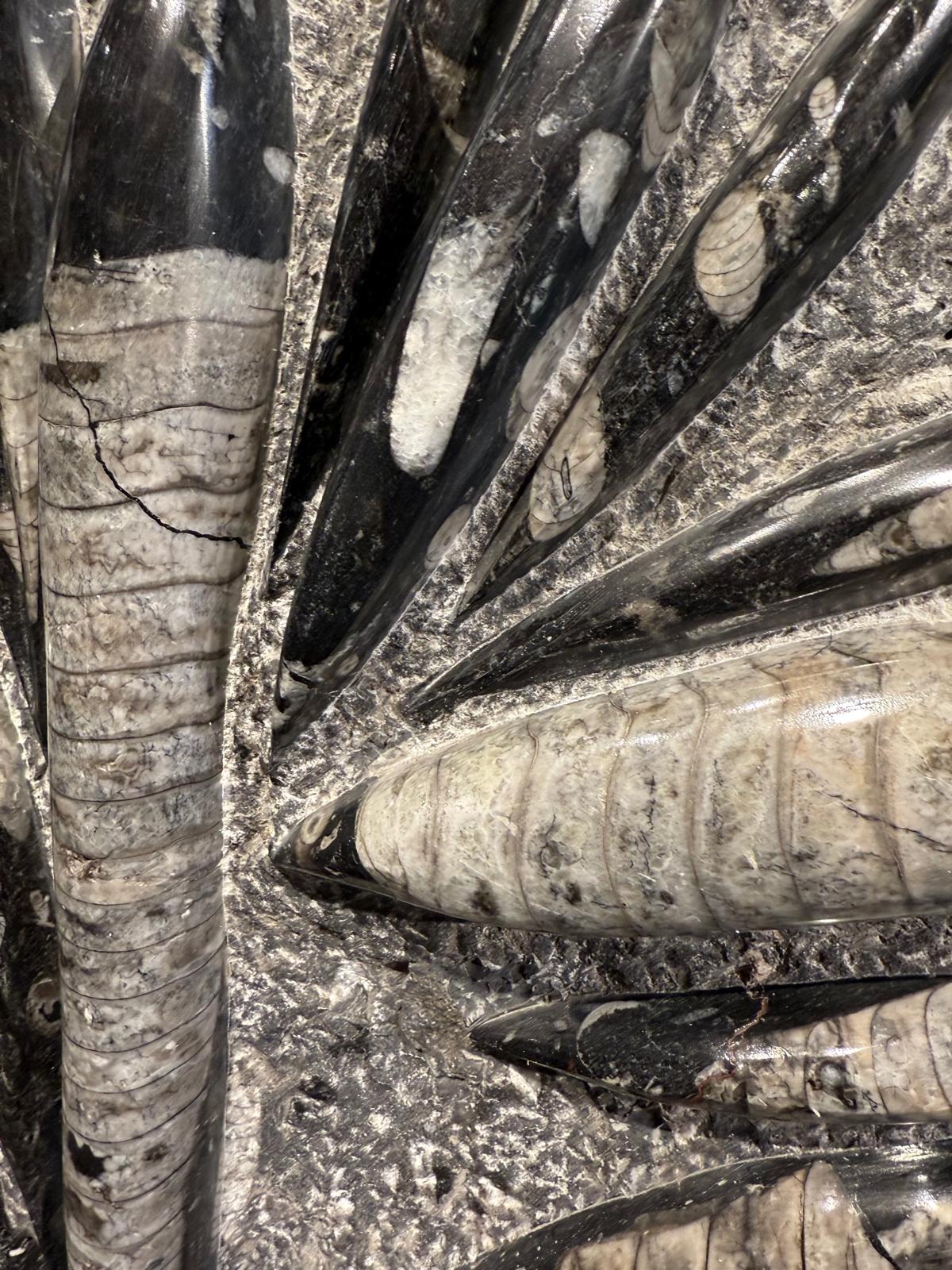 Orthoceras rough/polished #1 - Image 2