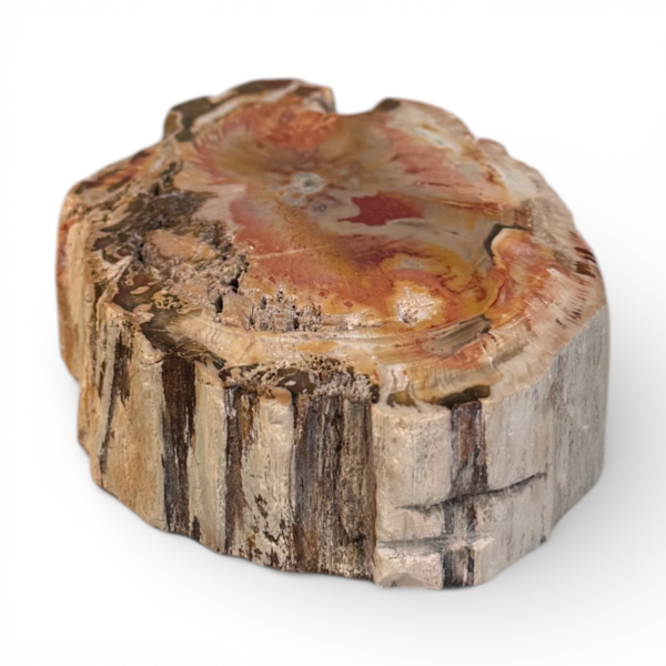 Petrified wood slice #10