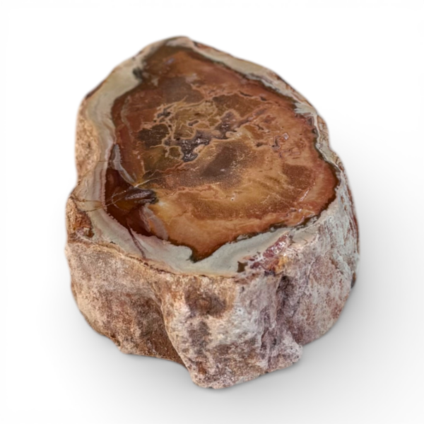 Petrified wood slice #11