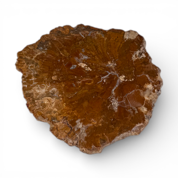 Petrified wood slice #12