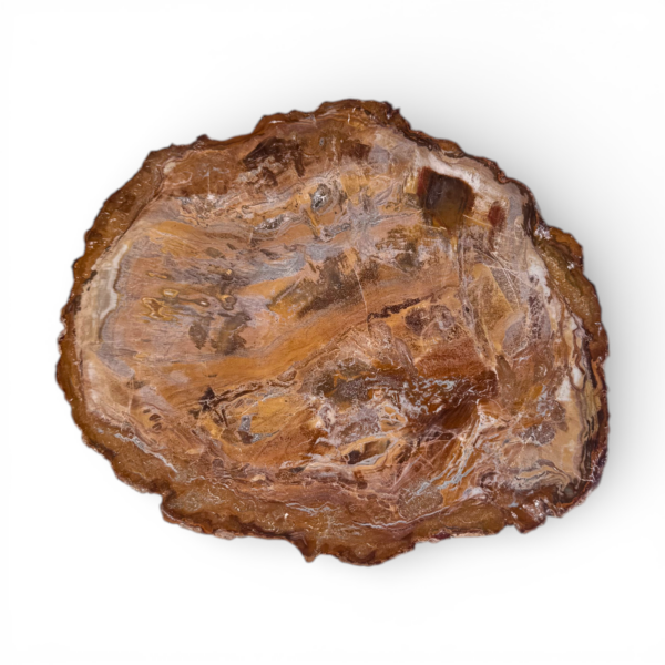 Petrified wood slice #13