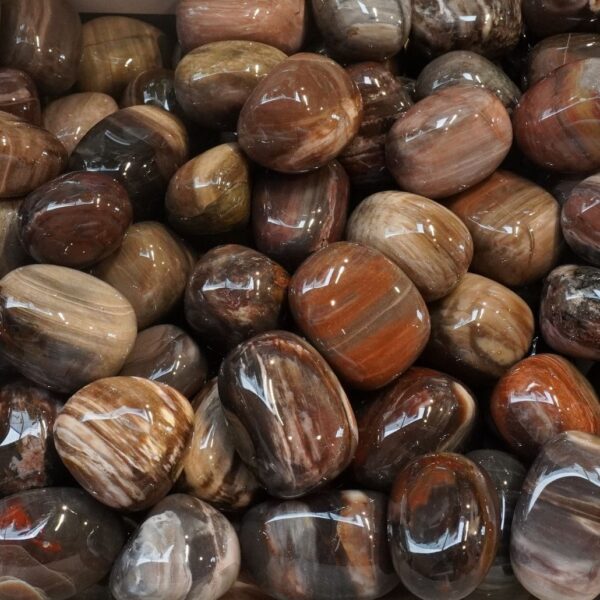 Tumble - Petrified Wood